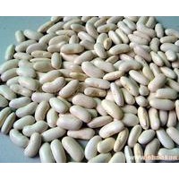 白蕓豆提取物 10:1 斯諾特生物 供應