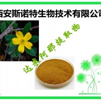 達米阿那萃取粉 20:1 比例萃取 供應