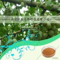 白果提取物 SC認證工廠生產(chǎn) 代加工植物飲料