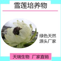 雪蓮培養物