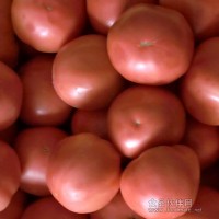 大量供應新鮮西紅柿