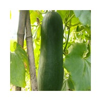 供應黑皮冬瓜