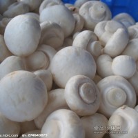 供應白蘑菇漂白劑