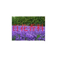 廠家供應 薰衣草油  迷迭香油  玫瑰精油  雪松油  玫瑰果油