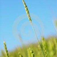 焦大麥香精