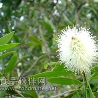 茶樹油【康華】您的選擇