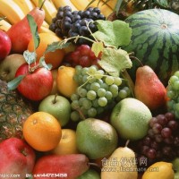 酵素不需要冷藏盛世佳聯臺灣藍帽牛樟芝子實體 酵素貼牌OEM