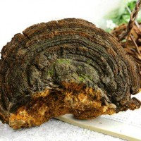 千濟(jì)方桑黃全國招商