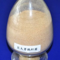 解磷菌—巨大芽孢桿菌
