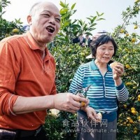 大量供應秀平皮薄汁多柑桔批發(fā)
