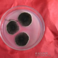 BM黑曲霉