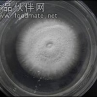 BM白僵菌