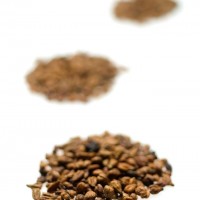 葡萄籽提取物--INDENA植物提取物專家