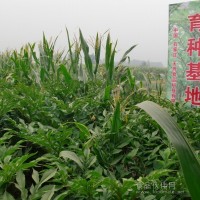 新型肉制品卡拉膠