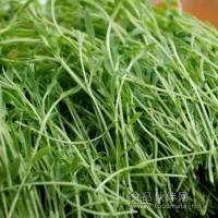 新農村綠色蔬菜—松柳菜河南地區誠招代理商
