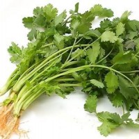 芫荽提取物 香菜濃縮粉 招商