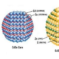 核殼CdSe/ZnS熒光量子點(diǎn)，高強(qiáng)度熒光硒化鎘/硫化鋅招商
