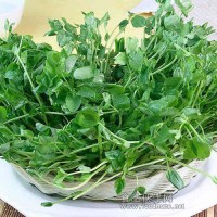 新農村綠色蔬菜—豌豆苗河南地區誠招代理商