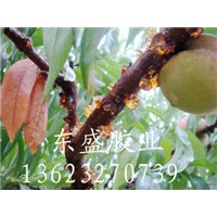 工業桃膠 工業級桃膠 天然桃膠 東盛桃膠
