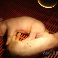 乳豬開口料，豬飼料添加劑，防止仔豬拉稀益生菌
