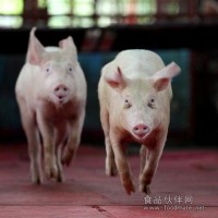 飼料添加劑，豬飼料添加劑，益生菌，微生態(tài)制劑