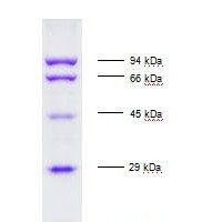 低分子量蛋白Marker報價,同科生物廠家促銷