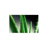 廠家供應(yīng)蘆薈提取物