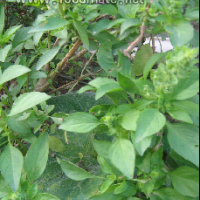 廠家大量供應(yīng)植物提取物羅勒