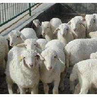 肉羊快速育肥看這個 優農康飼料添加劑