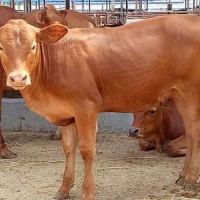 肉牛育肥長膘快 選擇優農康滿意