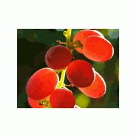 產(chǎn)品名稱：葡萄皮紅（E163）