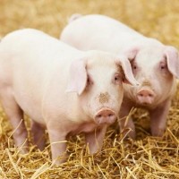 育肥豬長得快 優農康為您節省飼料成本