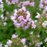 迷迭香提取物，迷迭香酸