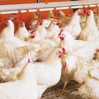 肉雞飼料添加劑 專注飼料添加劑促生長