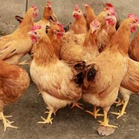 雞飼料添加劑廠家 優農康綠色微生態