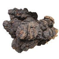 康道生物供應白樺茸（樺褐孔菌）菌絲粉