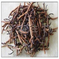 康道生物供應蟲草擬青霉菌絲粉