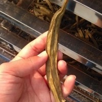 黃秋葵烘干機