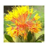 紅花提取物   紅花   紅花提取物