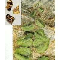 菝葜提取物 金剛藤提取物
