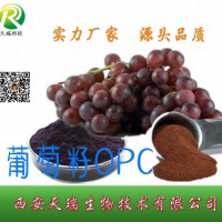 原花青素廠家供應葡萄籽提取物95%/98%多年主打產品