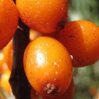 廠家供應 高原醋柳/沙棗/沙棘