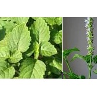 蘆薈提取物  蘆薈多糖