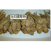 當歸提取物 當歸根提取物