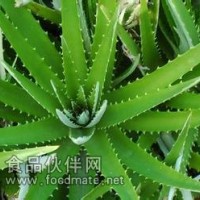 蘆薈提取物-廠家