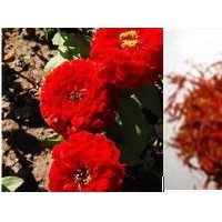 紅花提取物