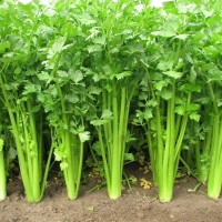 芹菜香精生產廠家    芹菜香精深圳供應商