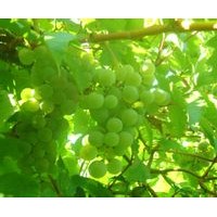 葡萄籽提取物（OPC）