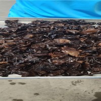 黑木耳清洗機枸杞氣泡清洗機 人參清洗機 中草藥清洗設備