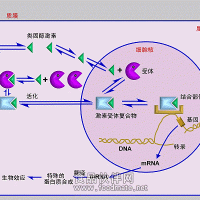 小分抑制劑-多型號(hào)